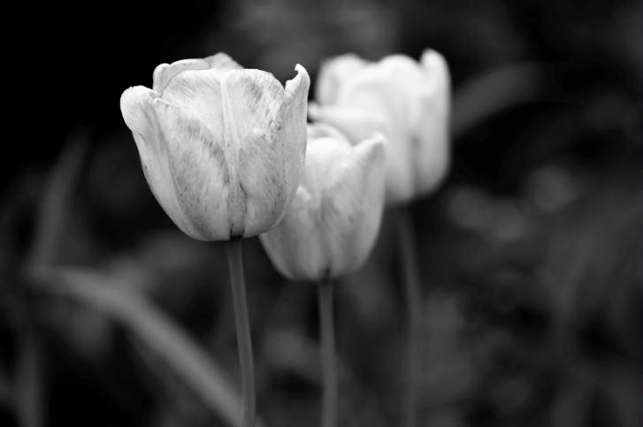 MF046 Wall décor art photographic on canvas floral tulips black & white